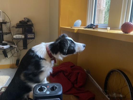 Photo: a border Collie stares at a ball on the windowsill, willing it to come to him