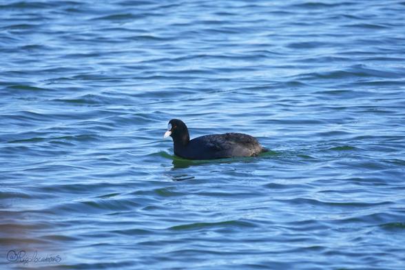 Au centre de la photo, une foulque macroule (sorte de grosse poule d’eau au plumage noir, bec et plaque frontale blancs et oeil rouge) se dirige vers la gauche de l’image en nageant dans une eau d’un bleu légèrement verdâtre, troublée de quelques vaguelettes.
