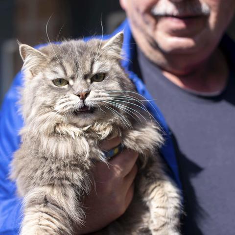 Gros plan sur leur chat, gris.