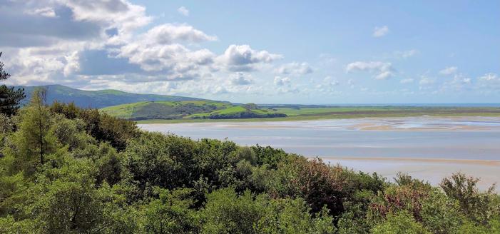 This picture showcases a scenic landscape featuring a lush expanse of green foliage in the foreground, likely part of a forest or dense vegetation. Beyond the greenery, there's a broad estuary or tidal flat with shallow waters and sandbanks, creating a beautiful contrast with the vivid green hills in the background. The hills are gently rolling, covered in patches of bright green grass and darker vegetation. Above, the sky is mostly clear with scattered fluffy white clouds, allowing plenty of sunlight to illuminate the landscape. The overall scene feels serene and expansive, with natural beauty highlighted by the clear weather.