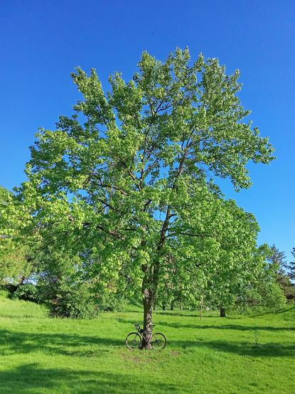 A gravel bike standing against a big green tree. The sky is blue.