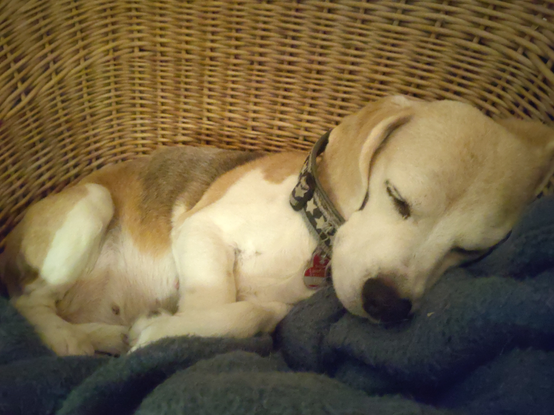 Ein eher kleiner Beagle mit hellem, leicht gräulichem Fell liegt schlafend auf einer graublauen Decke in einem Korbsessel.