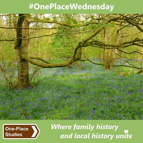 #OnePlaceWednesday. 
Image: Photo of part of a woodland. The ground beneath the trees (the nearest of which has a very long branch stretching out from the trunk, on the left, across to the right) is carpeted with the green leaves and blue flowers of Bluebells. 
One-Place Studies, where family history and local history unite.