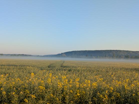 lever de soleil sur un champ de colza à moitié endormi dans la brume...