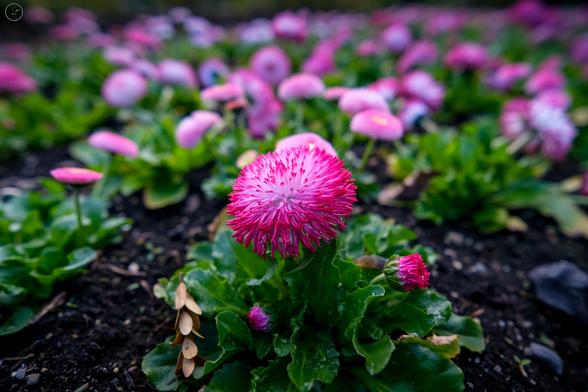 Pink flowers in soil