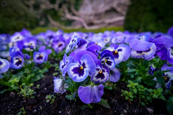 Purple flowers in flowerbed