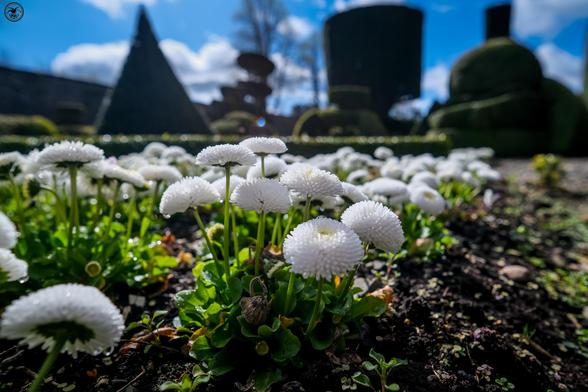 White flowers with topiary in background