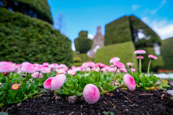 Pink flowers with topiary in background