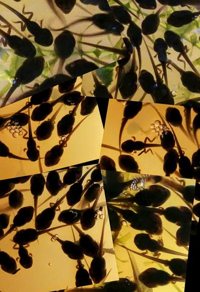 Image shows many hundred tadpoles in my fish tank from a couple of years ago. The pond was so full outside that they could hardly swim.
This year there's nothing, maybe 80 if that... Sad times for our frog and toad friends
