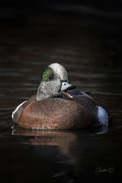 Observation cette fois-ci du Canard d'Amérique. En attendant de vous présenter d'autres espèces! (American Wigeon)