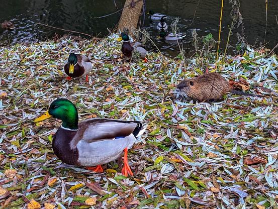 The image shows a group of mallard ducks near a body of water. A male mallard, with its distinctive green head and grey body, is in the foreground. Several other mallards, all male, are visible in the background, some near the water's edge. A coypu, a large, semi-aquatic rodent, is also present among the ducks. The ducks and the coypu are on a bed of fallen leaves. The water is dark, and some vegetation can be seen on the banks.