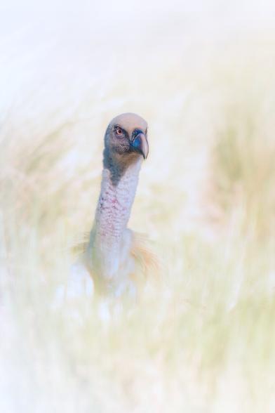 𝗣𝗶𝗰𝘁𝘂𝗿𝗲 𝗗𝗲𝘀𝗰𝗿𝗶𝗽𝘁𝗶𝗼𝗻 (𝗘𝗻𝗴): This is the first half of a horizontal photograph divided into two vertical sections. It shows a Griffon Vulture looking almost straight ahead in a bright, high-key setting with tall grass visible.

𝗗𝗲𝘀𝗰𝗿𝗶𝗽𝗰𝗶𝗼́𝗻 (𝗘𝘀𝗽): Esta es la primera mitad de una fotografía apaisada dividida en dos partes verticales. Se ve a un Buitre Leonado mirando casi al frente en un entorno luminoso, de clave alta, en el que se adivinan hierbas altas.