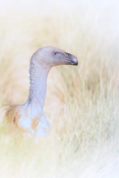 𝗣𝗶𝗰𝘁𝘂𝗿𝗲 𝗗𝗲𝘀𝗰𝗿𝗶𝗽𝘁𝗶𝗼𝗻 (𝗘𝗻𝗴): This is the second half of a horizontally formatted photograph divided into two vertical sections. It shows a Griffon Vulture looking to the right in a bright, high-key environment with tall grass visible. The only thing we can see of the vulture is its long neck and his head.

𝗗𝗲𝘀𝗰𝗿𝗶𝗽𝗰𝗶𝗼́𝗻 (𝗘𝘀𝗽): Esta es la segunda mitad de una fotografía de formato horizontal dividida en dos partes verticales. Se ve a un Buitre Leonado mirando a la derecha en un entorno luminoso, de clave alta, en el que se adivinan hierbas altas. Del buitre solo apreciamos su largo cuello y su cabeza.