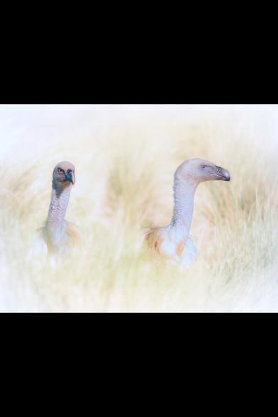 𝗣𝗶𝗰𝘁𝘂𝗿𝗲 𝗗𝗲𝘀𝗰𝗿𝗶𝗽𝘁𝗶𝗼𝗻 (𝗘𝗻𝗴): This is the full picture, of which we've seen two halves in previous images. It's a high-key photograph of two Griffon Vultures, of which we only see their necks and heads, in an area of ​​tall grass.

𝗗𝗲𝘀𝗰𝗿𝗶𝗽𝗰𝗶𝗼́𝗻 (𝗘𝘀𝗽): Esta es la fotografía completa de la que en imágenes anteriores hemos visto dos mitades. Es una fotografía en clave alta en la que aparecen dos Buitres Leonados, de los que únicamente vemos su cuello y su cabeza en medio de una zona de hierbas bastante altas.