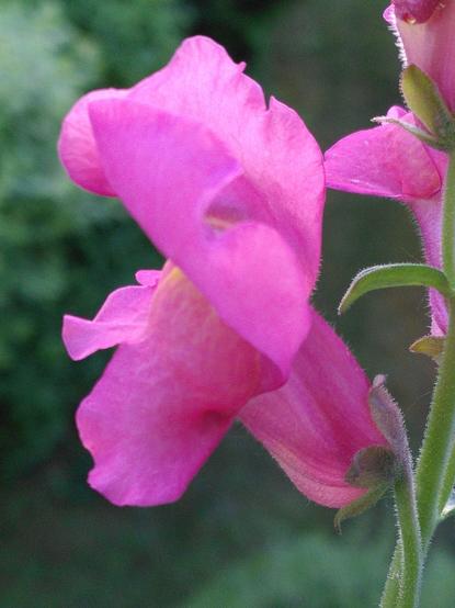 Löwenmäulchenblüte, sehr rosa mit einem leicht gelben Farbverlauf am "Eingang" der Blüte.