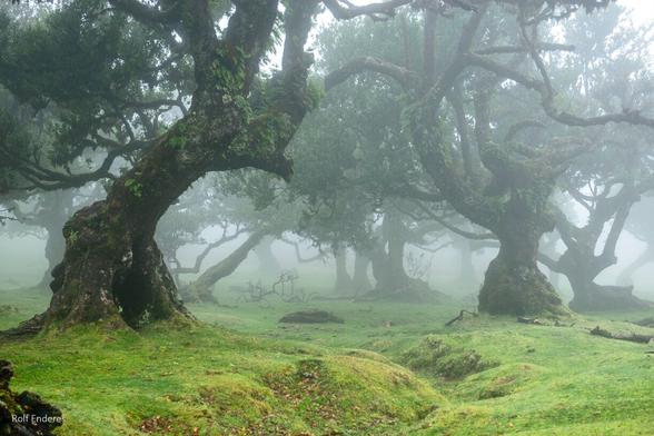 A misty forest scene featuring gnarled trees adorned with moss and ferns, surrounded by lush green grass. The atmosphere is ethereal and calm.