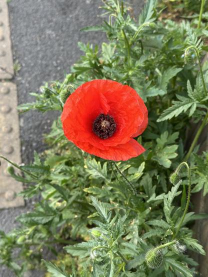 A single red poppy growing wild