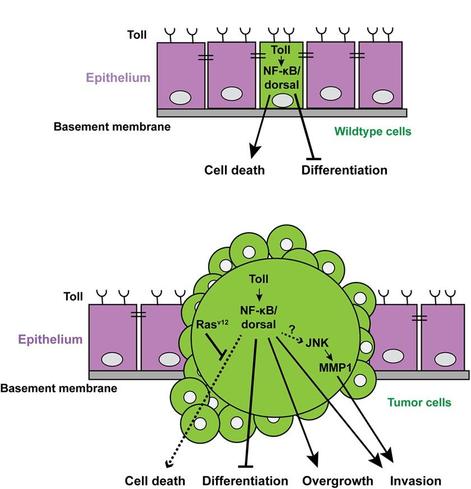 Schematics. Top: While Toll-NF-κB pathway activation alone inhibits differentiation, trapping cells in a progenitor-like state, it also increases cell death rates leading to an overall reduction in tissue size. Bottom: In the presence of oncogenic RasV12, these progenitor-like cells become refractory to cell death, which drives tumor growth. Additionally, NF-κB/Dorsal activates JNK signaling and enhances the invasiveness of polarity-deficient RasV12/scrib−/− tumors.