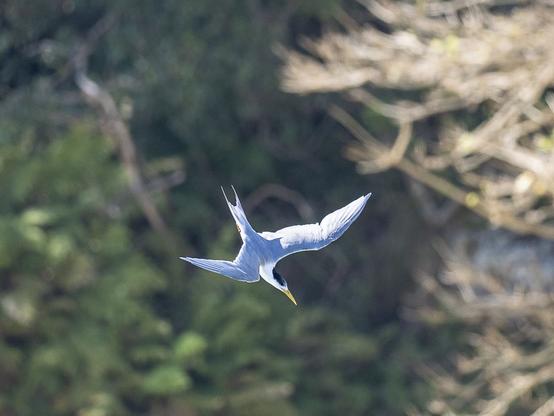 Grey and white tern with yellow bill and black on the head, diving with wings swept back.