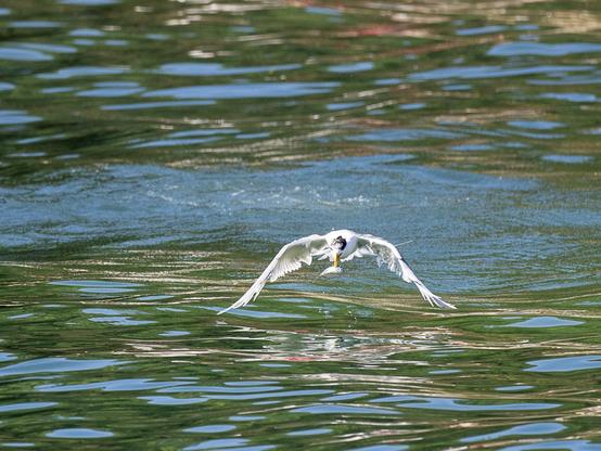 Grey and white tern with yellow bill and black on the head, flying low over water with a small fish in its bill.