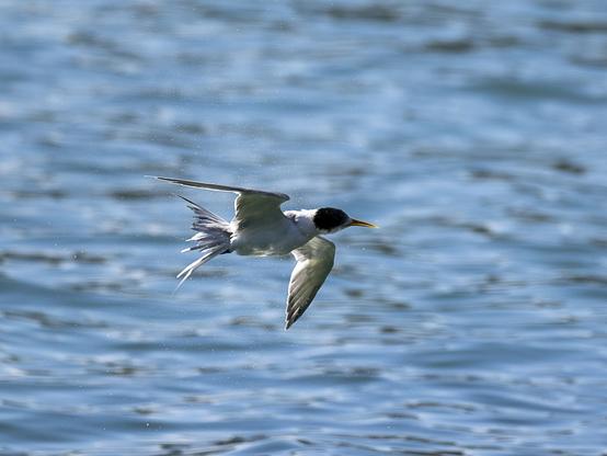 Grey and white tern with yellow bill and black on the head, flying over water and shaking water off.