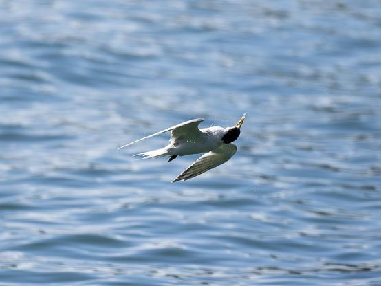 Grey and white tern with yellow bill and black on the head, flying over water and shaking so much its head is upside down.