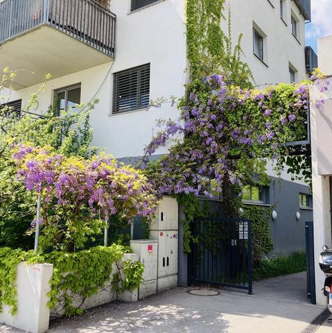 An einem Weg zu einem Hinterhof rankt sich ein blühender Blauregen über das Eingangstor