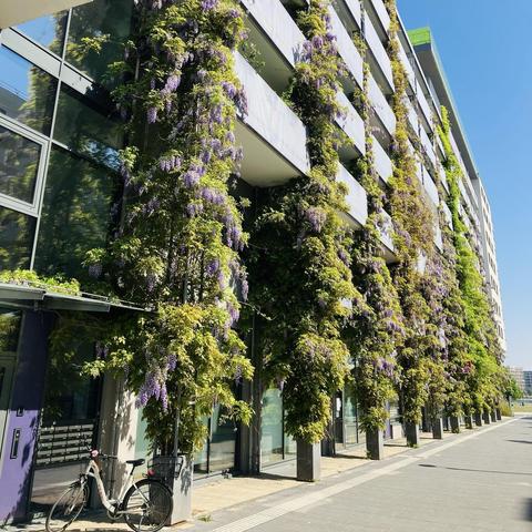 Man sieht eine Fassade eines 7 stöckigen Hauses in Seestadt an der ein Blauregen als Fassadenbegrünung bis in den 7. Stock reicht. Die 11 Pflanzen stehen in einem Abstand von 5-7 Metern, mit 2 Meter Abstand zur Fassade in einem eigenen Rankgerüst. Zwischen den Pflanzen befinden sich die Balkone des Hauses die somit zu beiden Seiten immer vom Blauregen eingerahmt werden