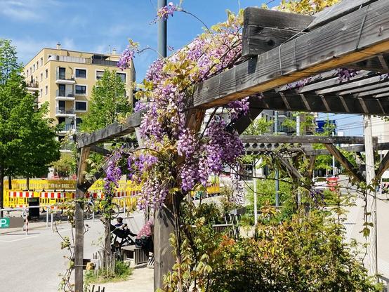 Man sieht die Pergola der SeestadtLounge mit einem blühenden Blauregen. Im Hintergrund ist der gelbe Baustellenzaun der Entsiegelungsmaßnahmen am Hannah-Arendt Platz zu sehen
