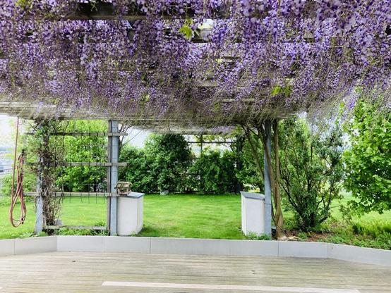 Man sieht eine Pergola über einer Holzterasse die mit violett blühenden Blauregen überrankt ist. Im Hintergrund ist eine Rasenfläche mit Sträuchern.