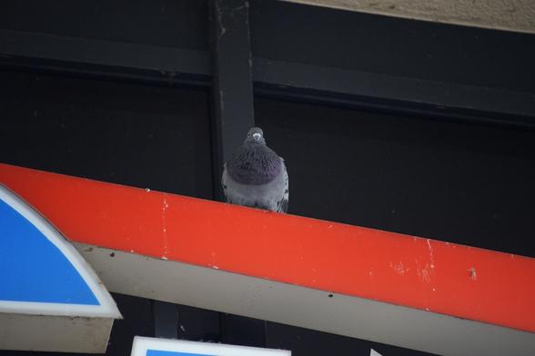Eine Taube sitzt über drm Eingang des Geoßkinos am Bahnhof in Siegburg.