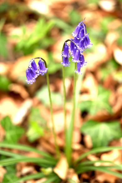 a stand of 3 to 4 bluebell stalks with about a dozen purpley-blue flowers with lighter, more lilac petal tips against a background of green leaves and dead, amber leaves.