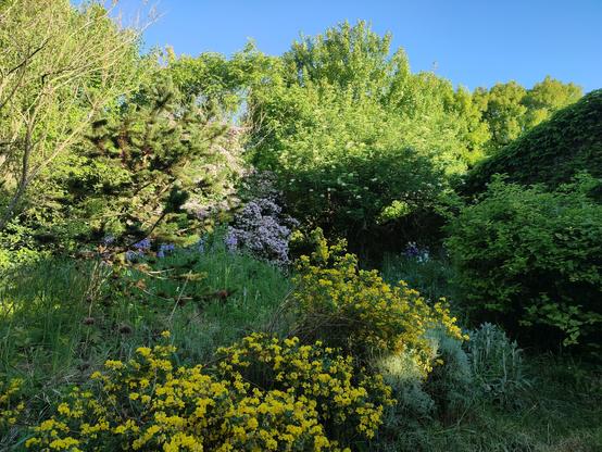 Vue matinale d'une partie du jardin : au milieu, un Kolkwitzia amabilis avec sa belle floraison rose. Derrière lui, un Koelreuteria paniculata. Devant, des iris bleus. Au premier plan, un arbuste à floraison jaune (Coronilla valentina ou Medicago arborea). À gauche, Pinus aristata, un peu gêné par un Baccharis halimifolia. À droite, un sureau en fleurs, un Rhodotypos, et devant, des Stachys Lanta, des santolines et Helichrysum.