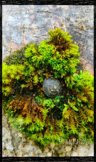 Promenade d'hier : un petit escargot soucoupe a trouvé refuge au coeur d'un nid de mousse accroché au tronc d'un arbre.