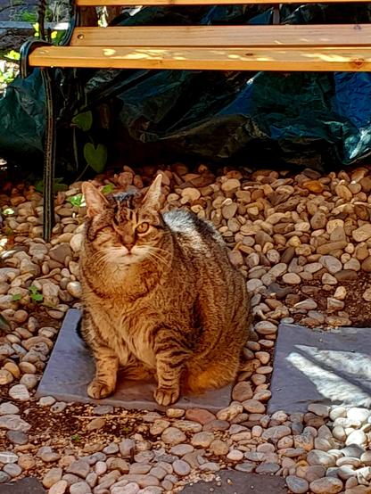 Yoshi, a fat tabby cat with one eye, sits on a paving stone, watching me with her one eye.