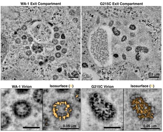 N:G215C virions are enlarged and show over-incorporation of N protein. Vero-TMPRSS2 cells were infected with WT (left) or N:G215C (right) viruses at an MOI of 0.1. The following day cells were prepared for electron microscopy by high-pressure freezing and freeze-substitution, then sectioned and imaged by dual-axis electron tomography. Virus-containing exit compartments were located in both samples, and virions that had completely separated from cellular membranes were selected and analyzed in 3D in order to determine the structure of intact virions and the arrangement of internal ribonucleoprotein complexes.
