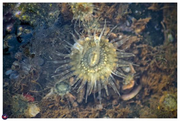 a yellow disc in middle and lot of striped tentacles around it.