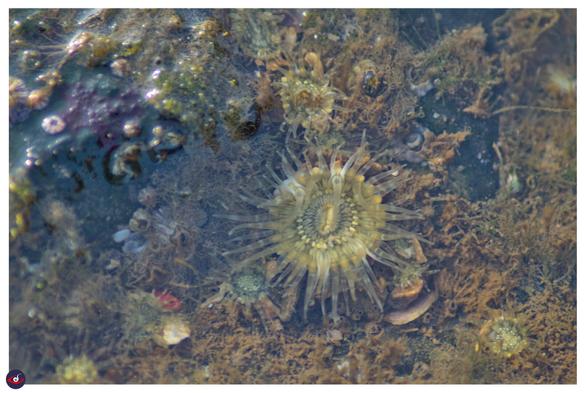 a yellow disc in middle and lot of striped tentacles around it.
