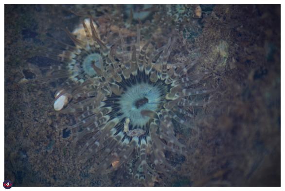 a bluish disc in middle and lot of striped tentacles around it.