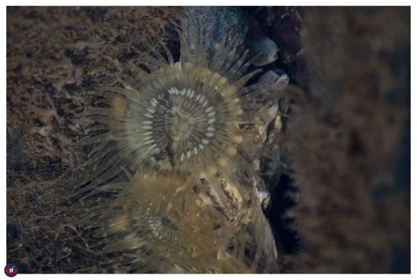 a yellow disc in middle and lot of striped tentacles around it.