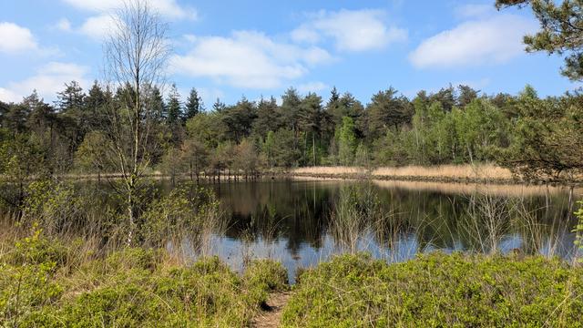 A small lake surrounded by forest. Shrubs in the foreground. Blue sky and a few clouds.