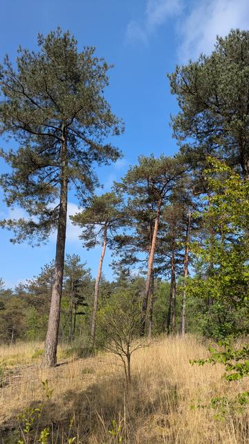 Pine trees in the forest. Blue sky.