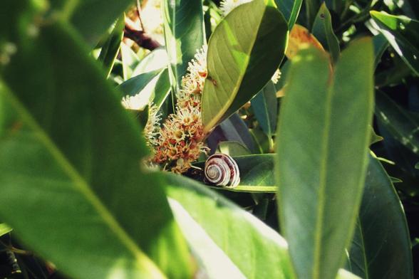 A horizontal colour photograph of a little brown and white snail in their shell hanging out in the midst of big green laurel leaves.