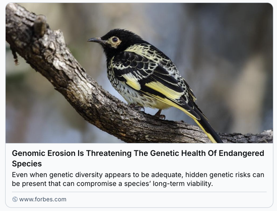 black-and-yellow songbird sitting in a gnarly tree