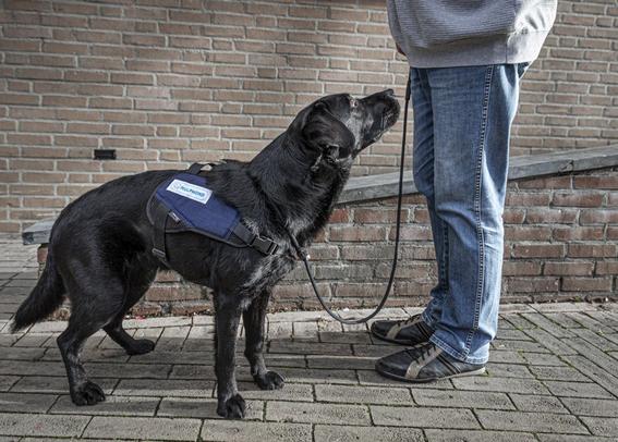 Foto van een assistentiehond (zwarte labrador) die naar zijn baasje kijkt. De man is tot zijn middel te zien op de foto. Hij draagt een grijze trui, spijkerbroek en zwarte schoenen.