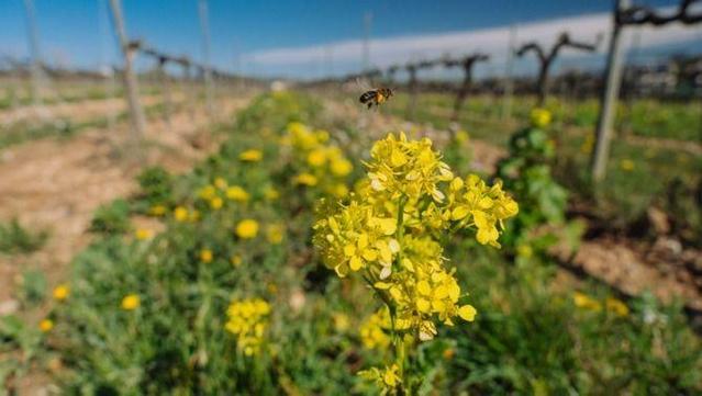 El paper dels pol·linitzadors és clau en l'agricultura regenerativa (Galdric Mossol / CREAF)