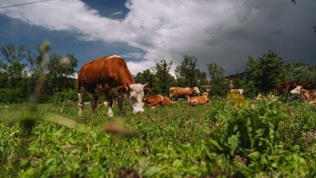 Les vaques que pasturen produeixen més llet que les que s'alimenten de bales de palla seca (Galdric Mossol / CREAF)