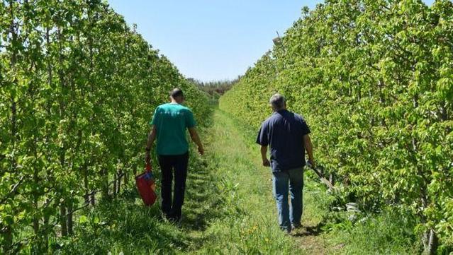 Les peres de Pomona Fruits han participat en l'estudi del Creaf (Gerard Gaya / CREAF)