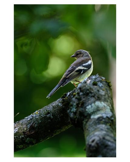 Foto im Hochformat. Ein Buchfink, ein Singvogel mit gelber Brust, blau weißen Flügeln und braunem Rücken, sitzt auf einem dicken Ast. Der Vogel sitzt von der Kamera abgewandt und schaut über die Schulter nach links. Der Hintergrund ist unscharf und grün.