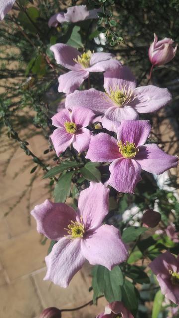 A group of pastel purple flowers, basking in the sun